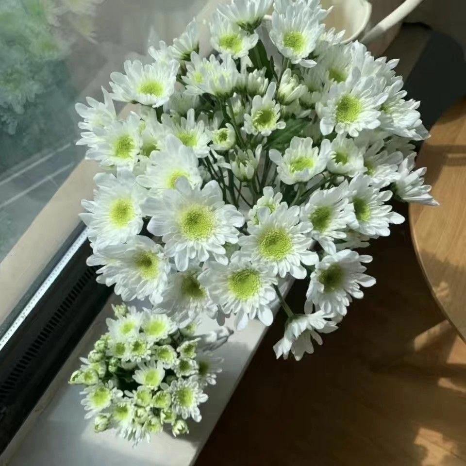 新鲜小雏菊鲜花10支切花花期超长水养鲜花教师节送朋友云南直发