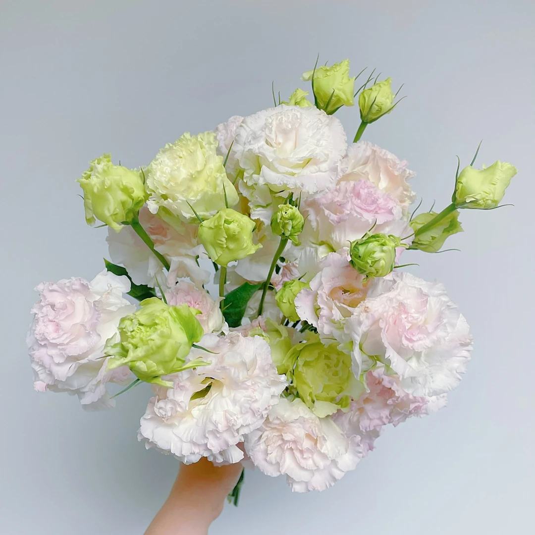 云南昆明洋桔梗鲜花水养花基地直发家用同城速递插花批发洋桔梗花