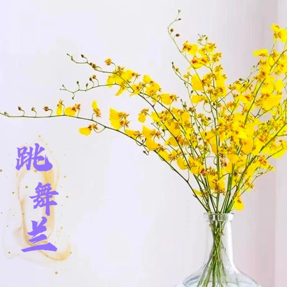黄色跳舞兰鲜花云南直发橙色真花婚庆水培植物花束文心兰鲜切花
