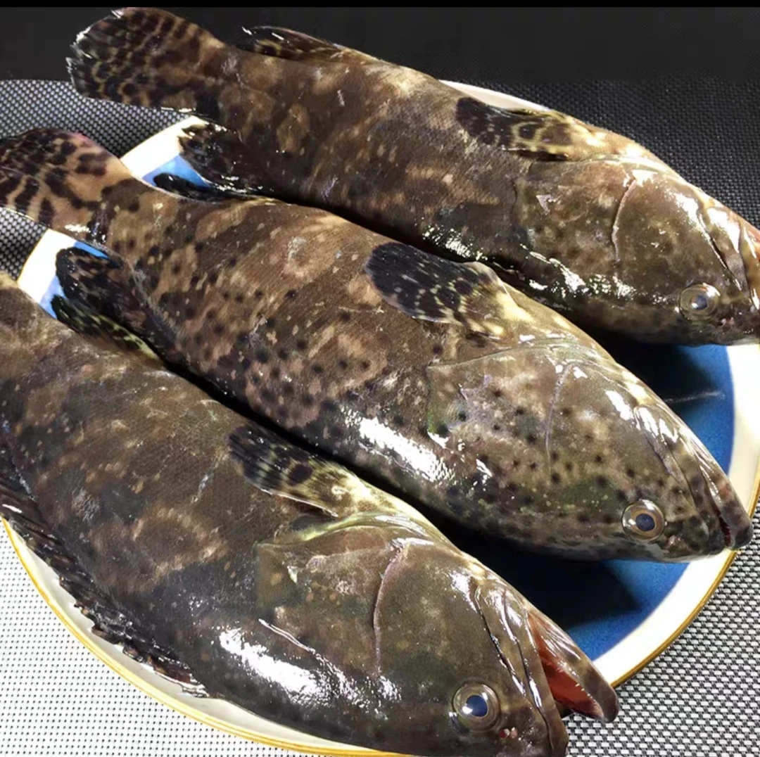 连云港发货 速冻龙胆石斑鱼