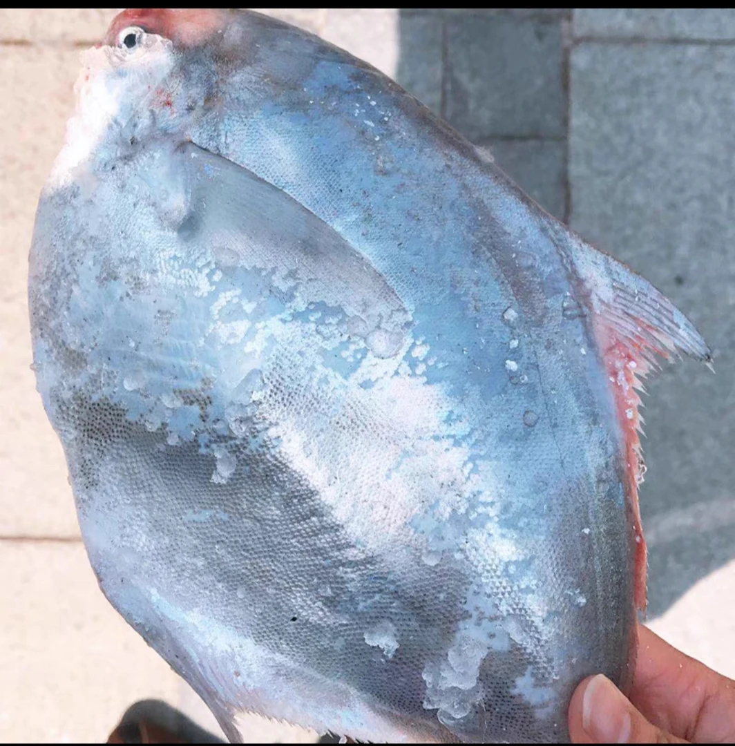 连云港发货新鲜小鲳鱼包邮（5斤）