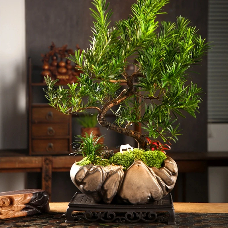 罗汉松造型盆景老桩植物盆栽雀舌绿植桌面年宵花微景观好养易活