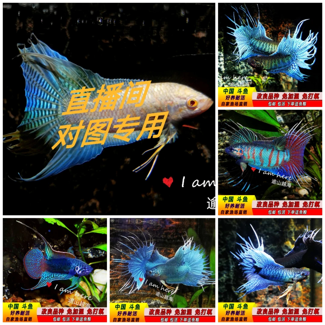 中国斗鱼-观赏鱼淡水【直播间专用一物一拍】普叉-黑叉-蓝系-白化系