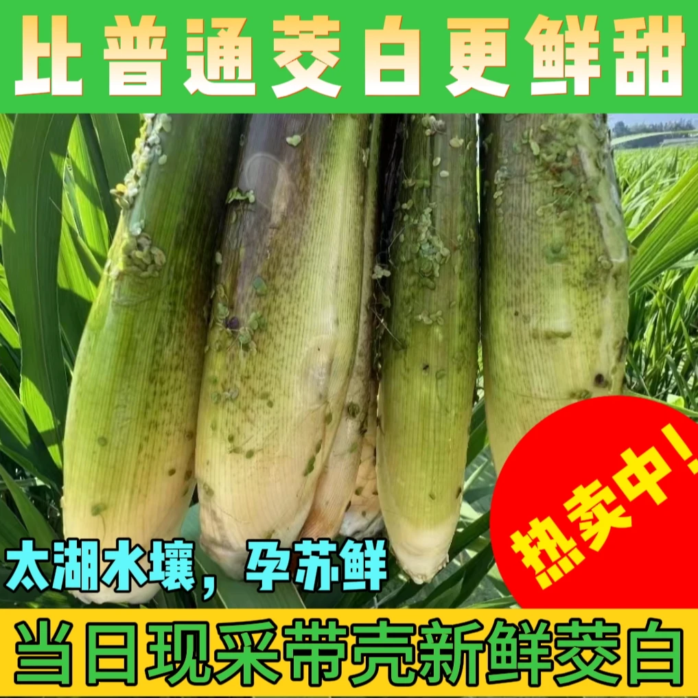 【3斤茭白】新鲜茭白时令蔬菜应季美食健康农产品原产地自种农家