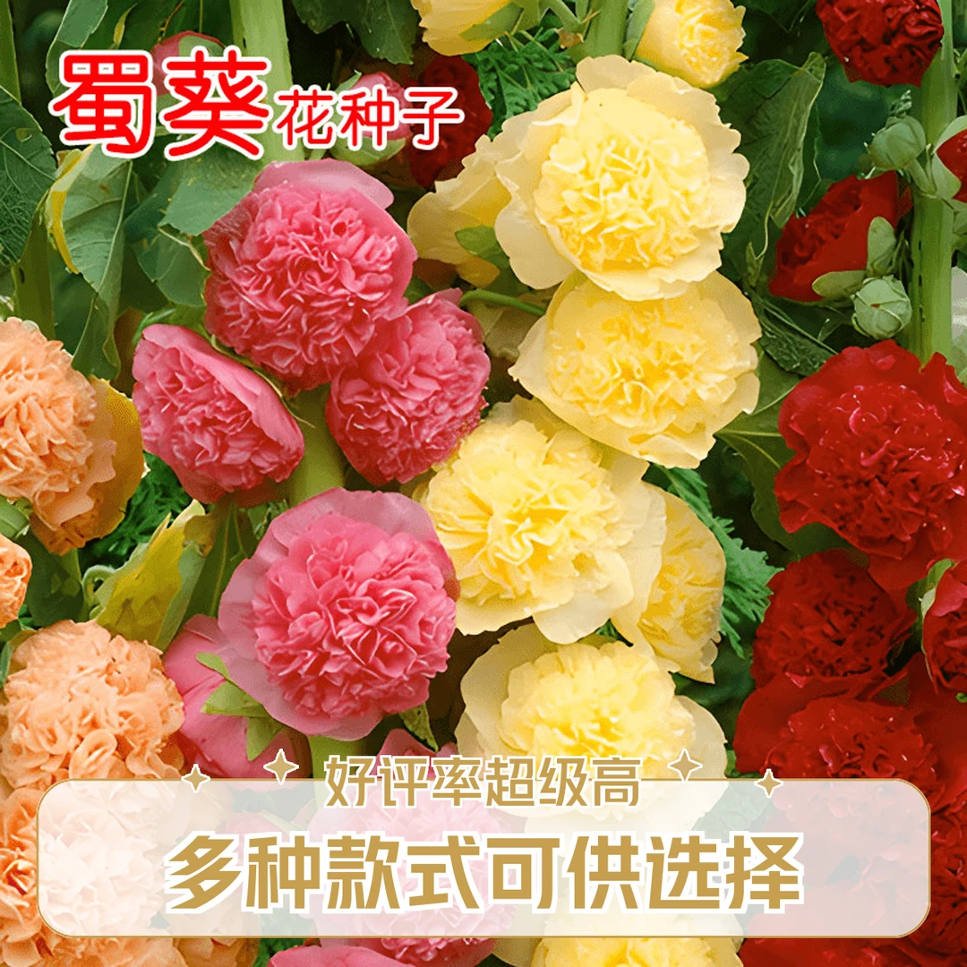 蜀葵花种子混色一丈红重瓣蜀葵种子室外庭院多年生四季易活花籽
