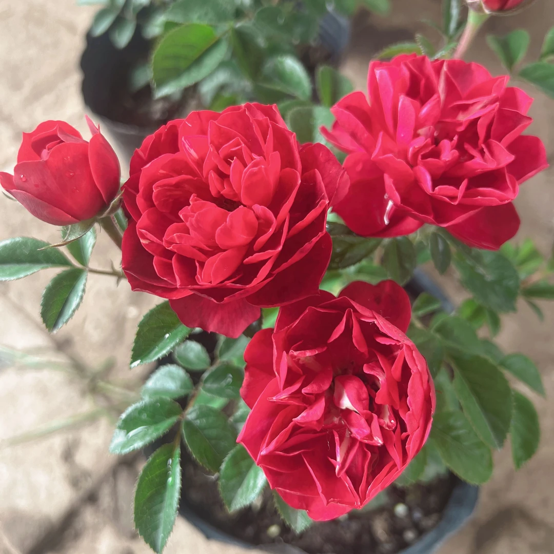 （不包售后）樱桃果汁又叫黑红果汁阳台月季花苗盆栽四季开花勤花