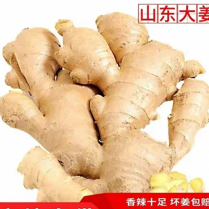 新鲜现货大个正宗山东大黄姜/优质老姜生姜//做菜香辣味美