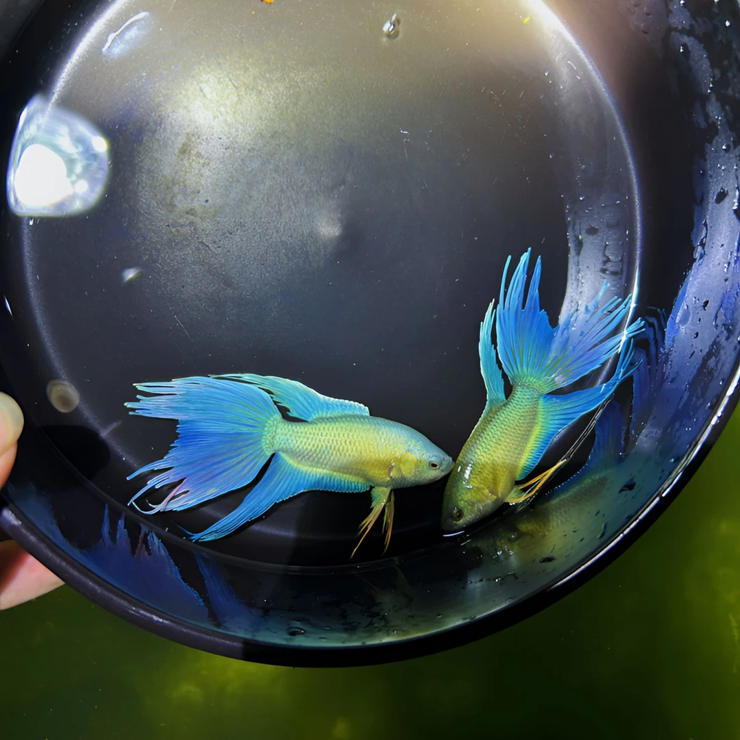 直播间专用一物一拍 中国斗鱼 冷水鱼 饲养观赏鱼活体