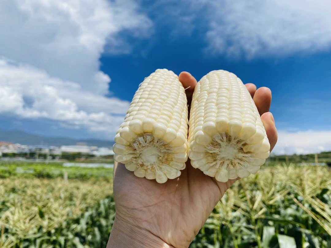 【蔬菜系列】云南农家生态露天种植蔬菜组合