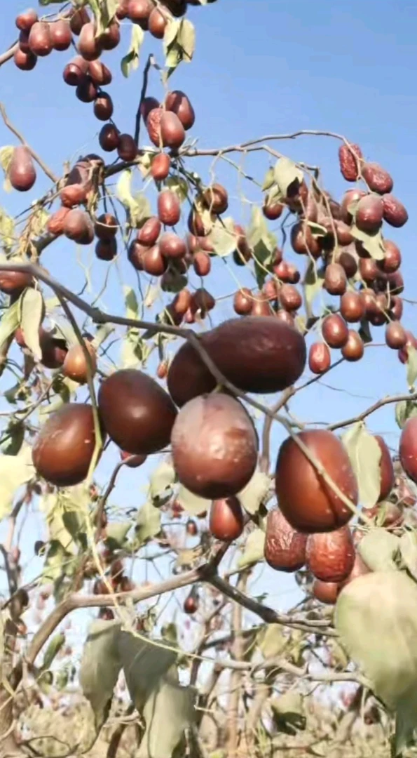 新疆和田大枣新疆大枣一二级混装红枣新疆和田大枣特级批发