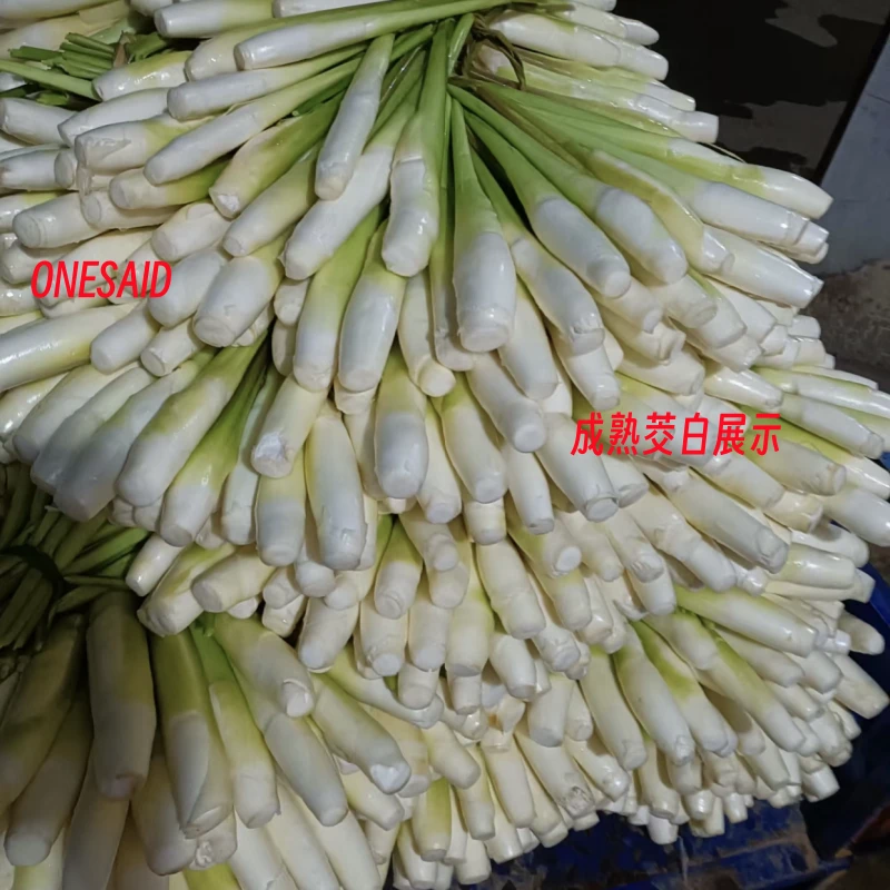 双季茭白苗优质茭白苗高瓜苗水笋苗茭笋苗