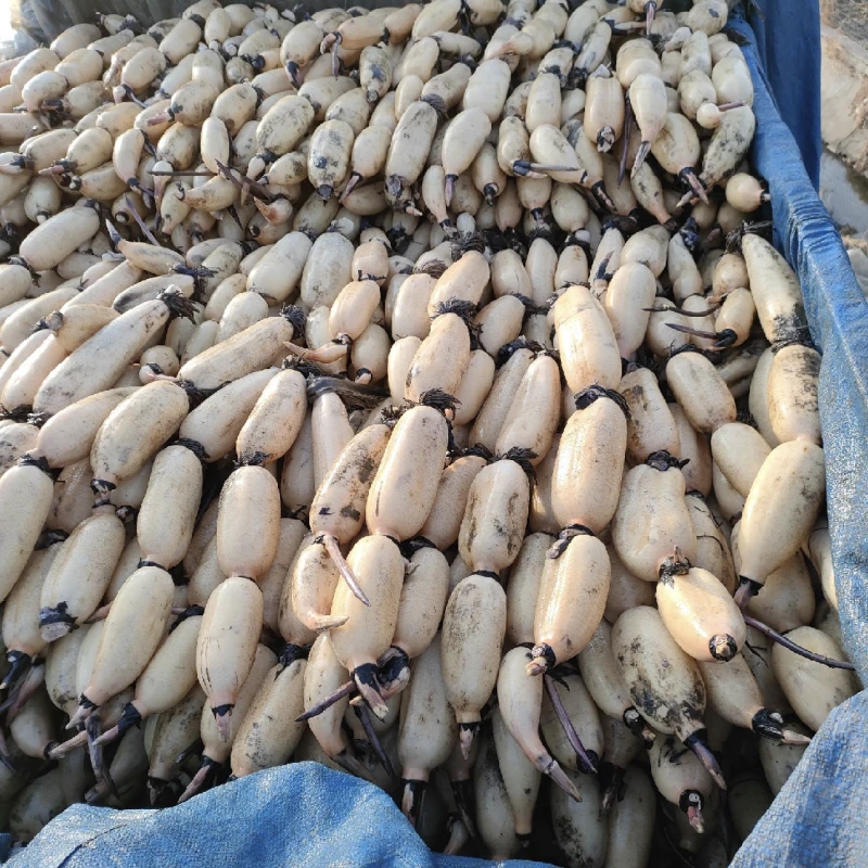 莲藕苗食用莲藕苗高产藕种水生植物蔬菜稻田水缸浅水藕深水藕种植