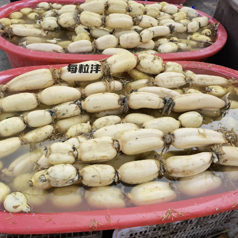 食用藕苗浅水藕根苗白莲藕种藕深水藕苗粉藕脆藕苗水生蔬菜莲藕苗