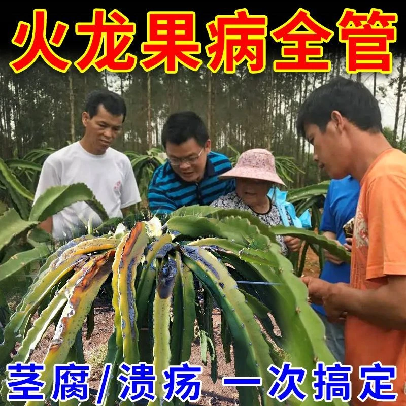 火龙果病全治火龙果剂哈茨木霉菌快速杀菌溃疡病软腐病炭疽病