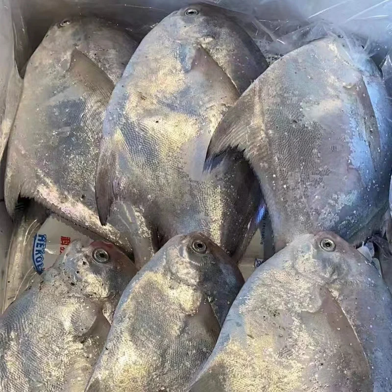 新鲜海捕鲳鱼东海银鲳鱼野生海捕平鱼白昌鱼无冰衣海鲜顺丰包邮