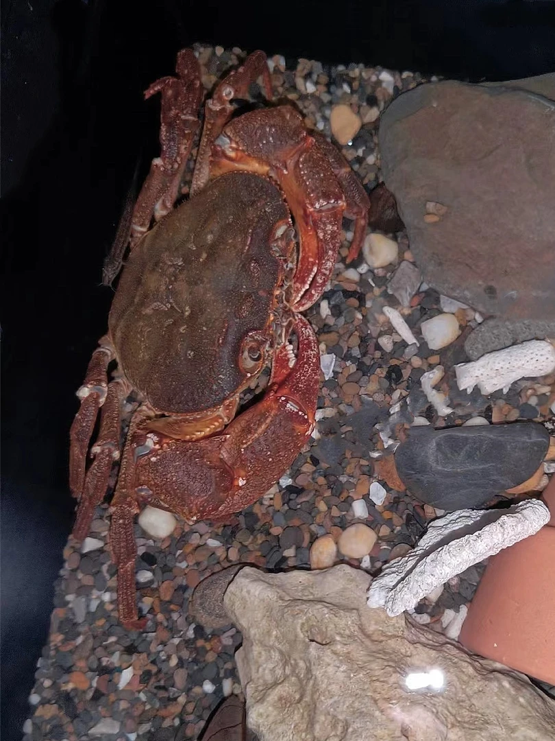 原生山螃蟹 干净鲜活营养煲汤 炖汤 油炸美味山螃蟹 顺丰发货