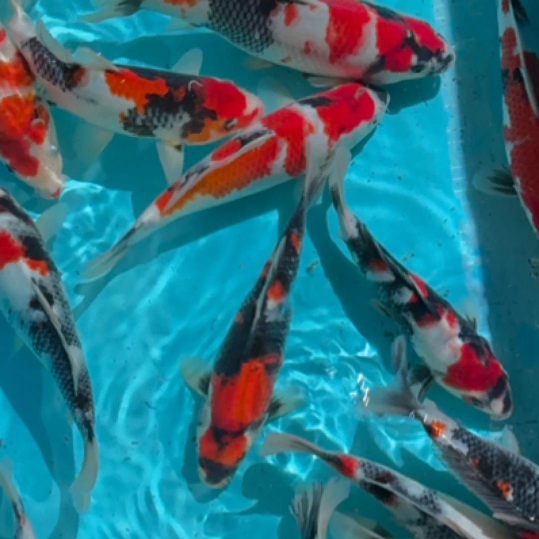 巨鲤大师昭和锦鲤郭斌血统保证