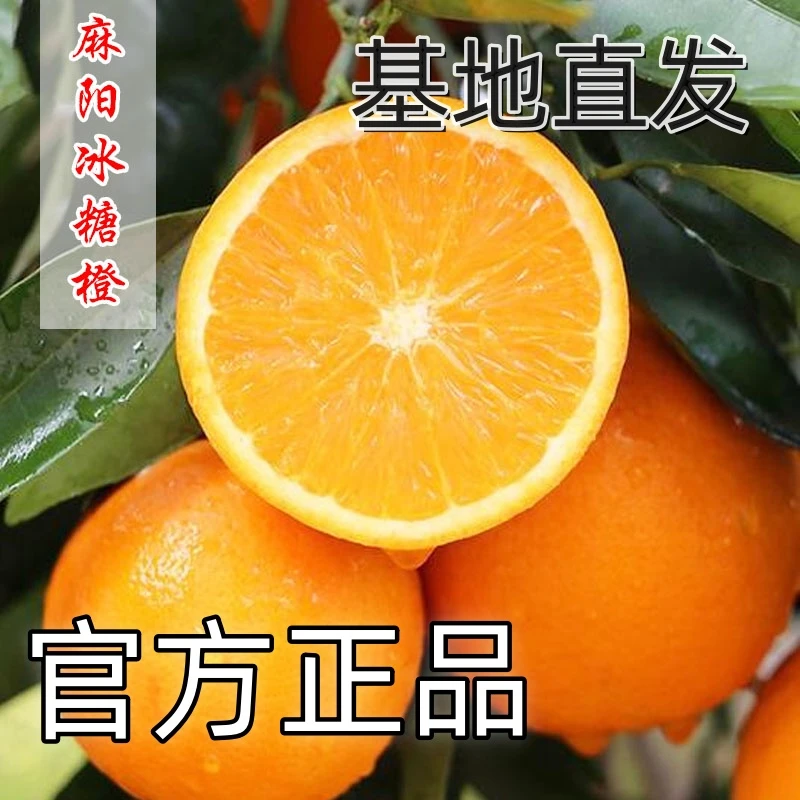 福利款 麻阳蓝凤凰冰糖橙中果大果超大果可选原产地带包装5斤