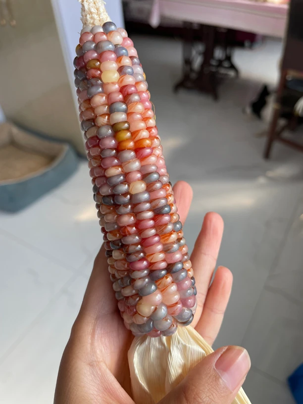 直播间专用链接，七彩玉米，实物以直播为准，私拍不发