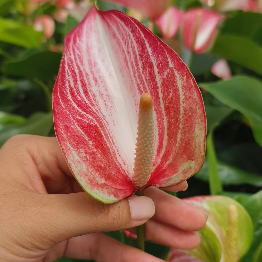 红掌【利维姆-土培】鸿运当头4-6朵花原盆原土基地直发