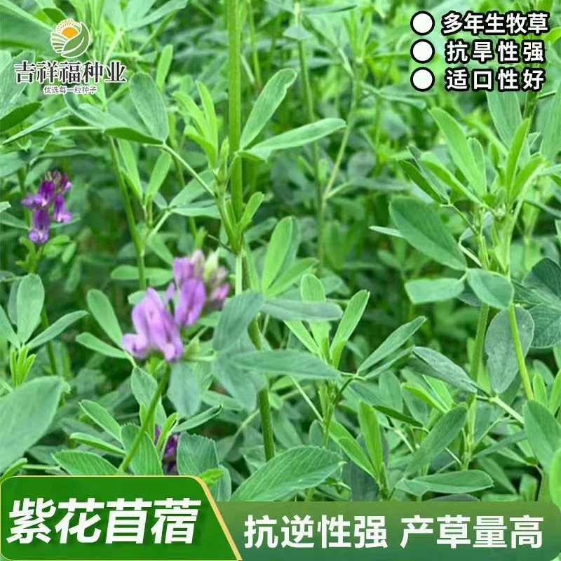 紫花苜蓿《净籽连续收割牧草 再生高产  营养价值丰富  青绿饲料