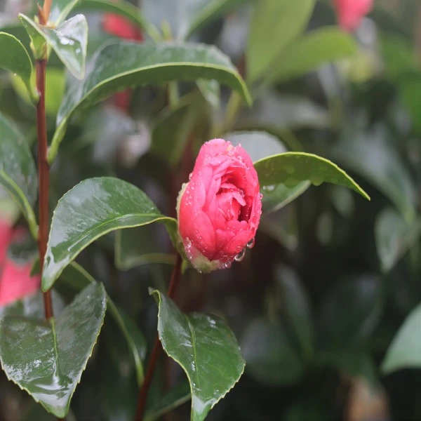 广东四季茶花基地原杯原土阳台庭院冬季夏季净化春季美观红色前台