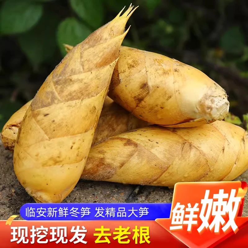 2023天目冬笋新鲜现挖毛竹笋农家竹笋腌笃鲜浙江临安鲜笋脆嫩现发