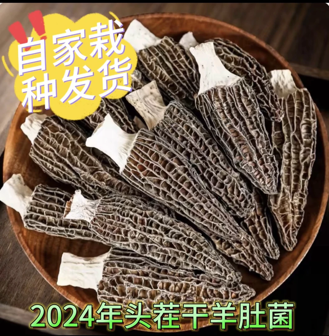 2024年头茬干羊肚菌农户自栽自发