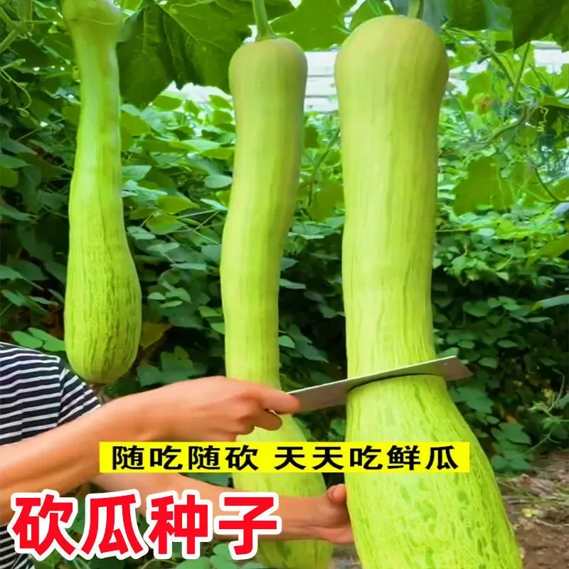【满五包邮】砍瓜种子四季播蔬菜种籽 阳台盆栽爬藤瓜果种子播种