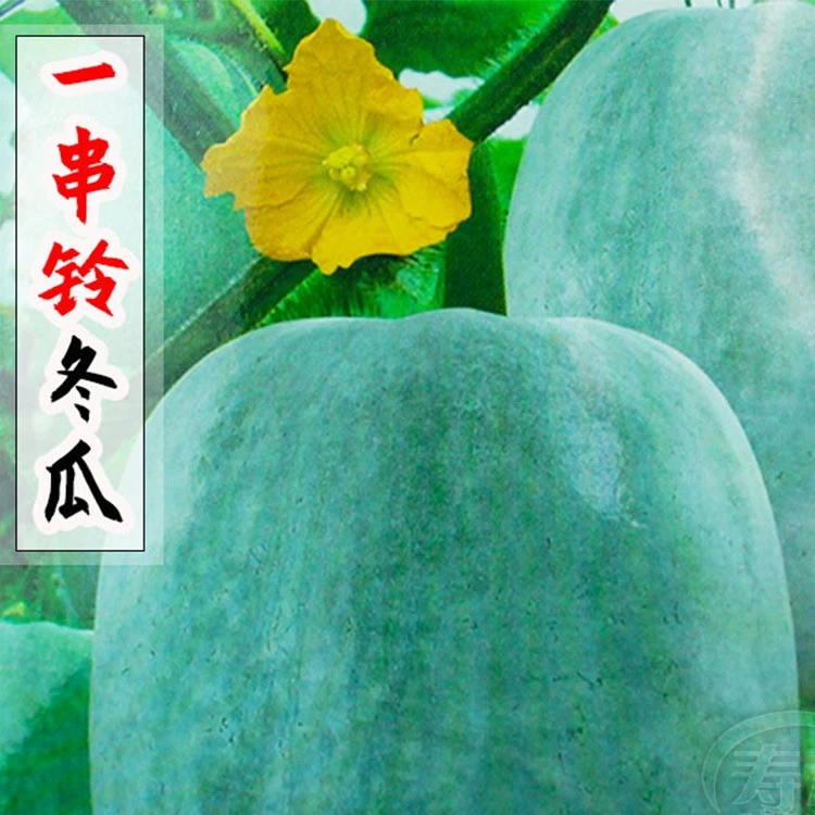 【满五包邮】串铃冬瓜/黑皮冬瓜/粉皮冬瓜/早熟高产四季蔬菜种孑