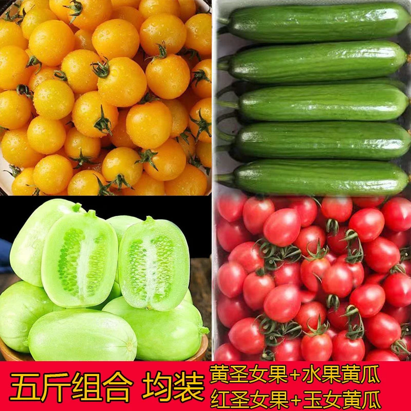 黄金圣女果 玉女水果黄瓜 荷兰水果黄瓜 圣女果 组合四合一现摘