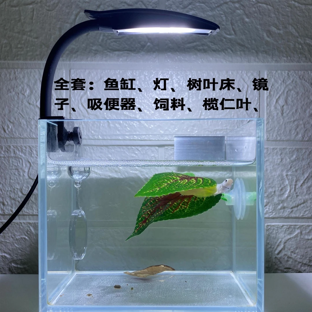 泰国斗鱼鱼缸超白