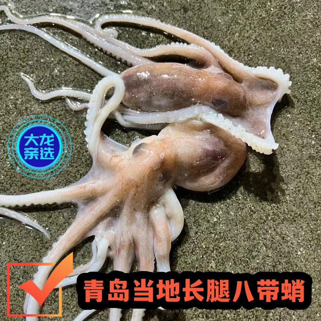 【大龙亲选】 青岛当地  新鲜长腿八带蛸