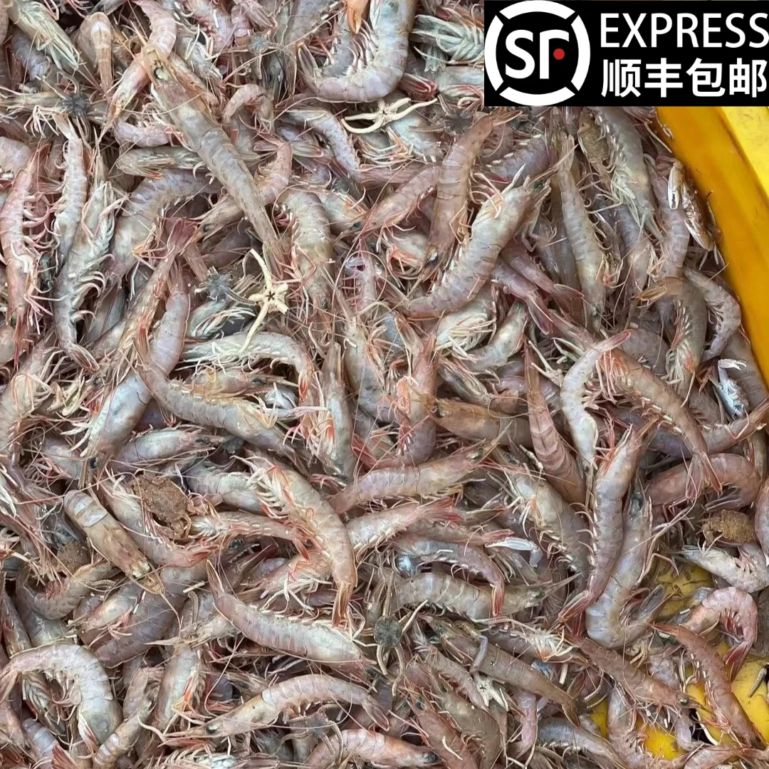 【大龙亲选】新鲜当地蛎虾