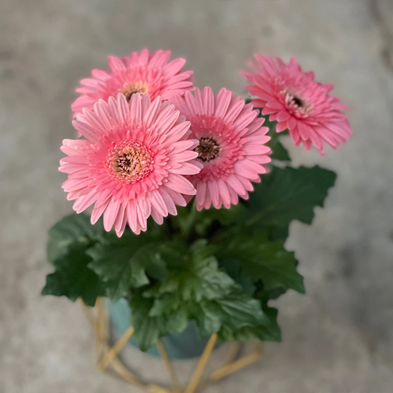 非洲菊盆栽带花苞鲜花苗扶郎花阳台室内外办公室花卉盆栽植物包邮