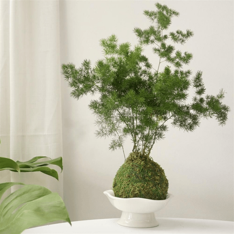 蕨类植物蓬莱松苔藓球|室内水培绿植苔藓球放轻松植物复古花盆热