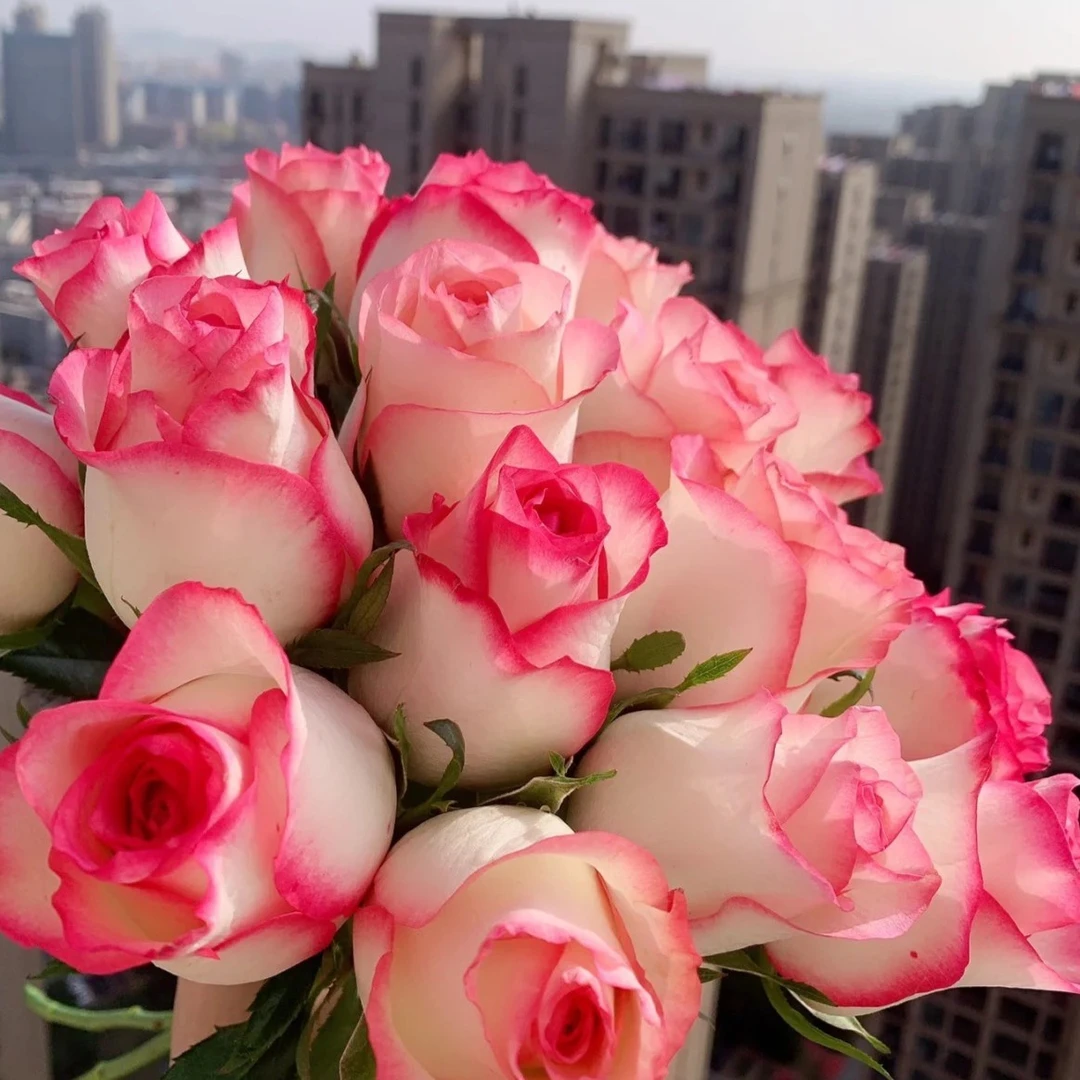 艾莎一到二个花剑强笋芽发货，介意慎拍月季多季节开花植物