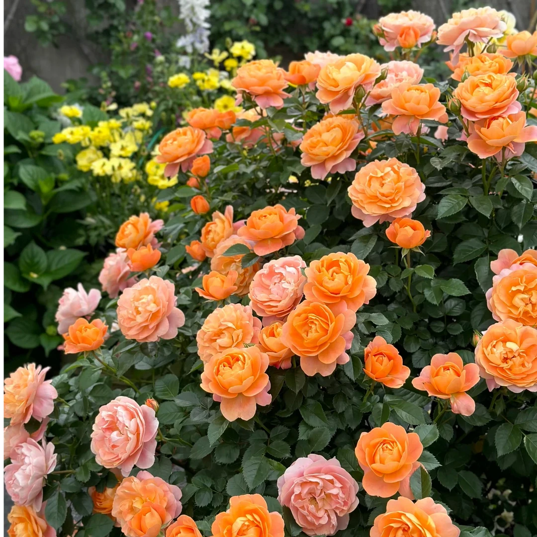 果汁阳台 新手易养护爆花月季浓香型耐高温耐低温室内多季节开花