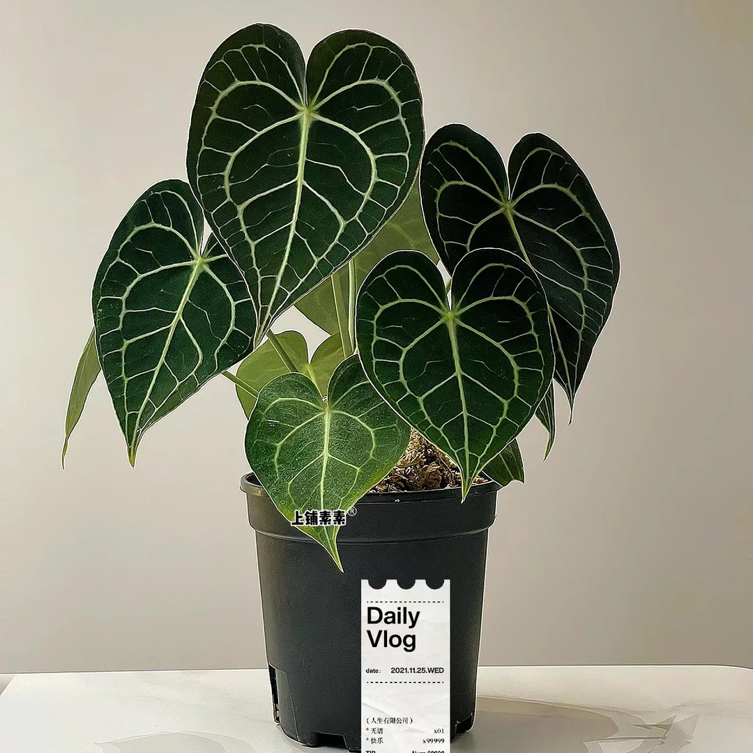 克莱恩水晶花烛ins风网红进口绿植盆栽观叶植物