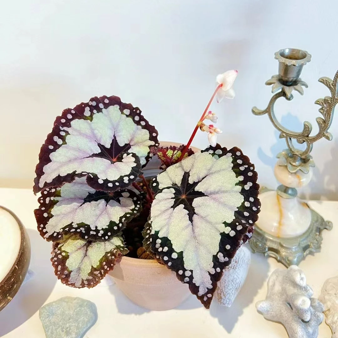 多尔切比塔秋海棠 网红ins风绿植盆栽室内阳台花卉进口观赏植物