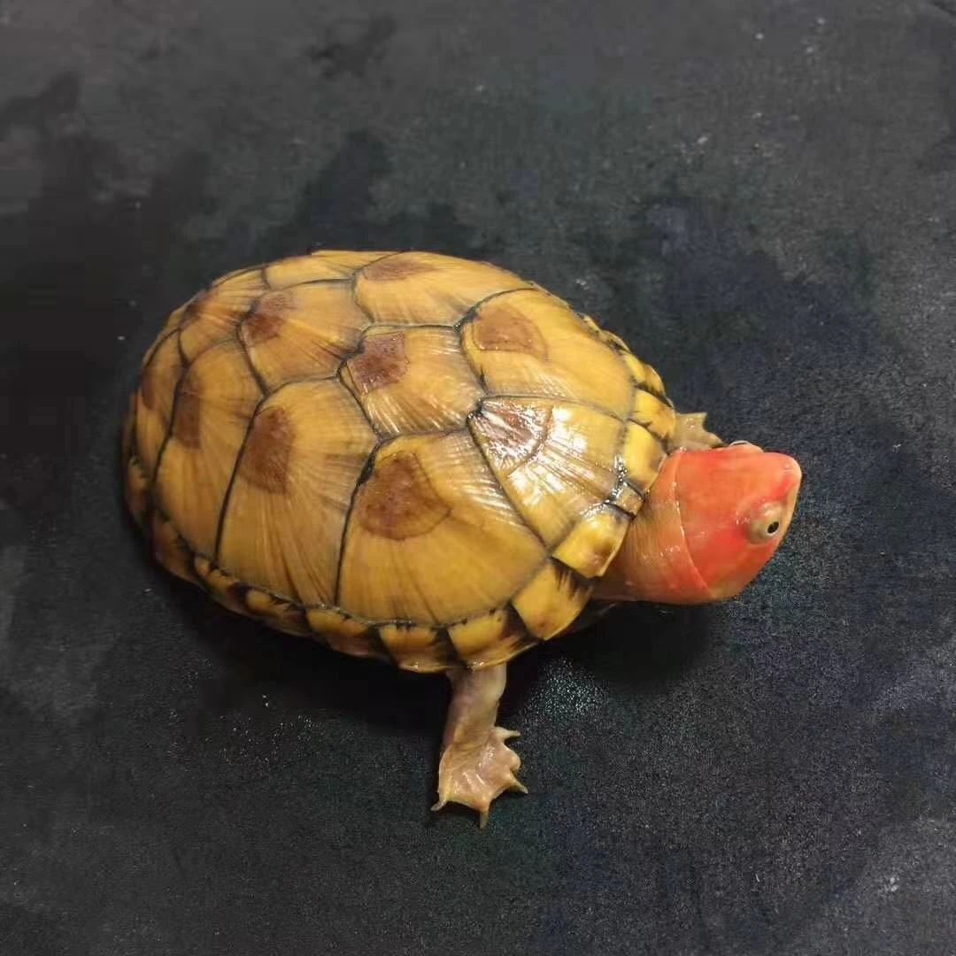 直播选龟 进口小种红面 窄桥 果核 头盔 剃刀 蛋龟深水龟 半水龟