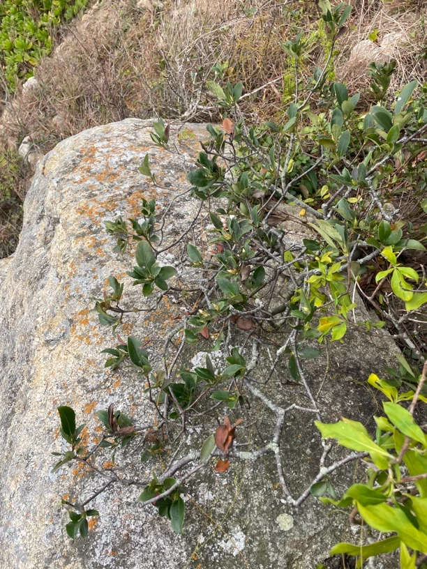 海岛春花.网红春花 桃金娘 酸藤果
