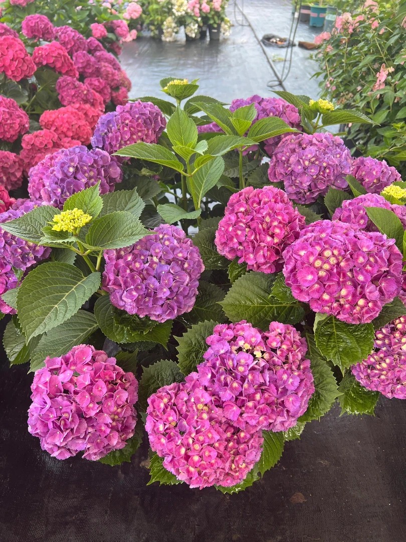 10加伦含羞叶大花绣球花园庭院露天可养新老枝开花