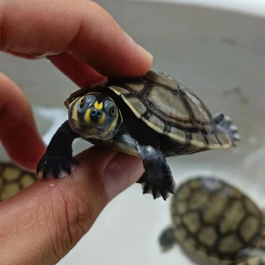 黄头龟西非沼泽亚巨小青头观赏龟（直播间选龟链接勿拍）