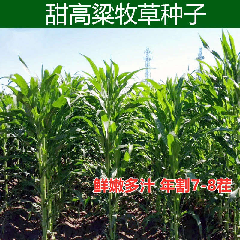 进口甜高粱种子四季高产养殖马牛羊鸡鸭鹅兔子猪草鱼草籽牧草种子