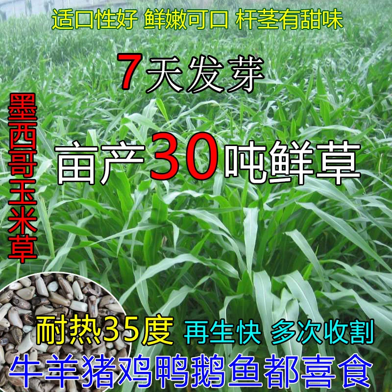 墨西哥玉米草种子优质阔叶玉米草猪羊牛鱼兔养殖草籽高产牧草种子