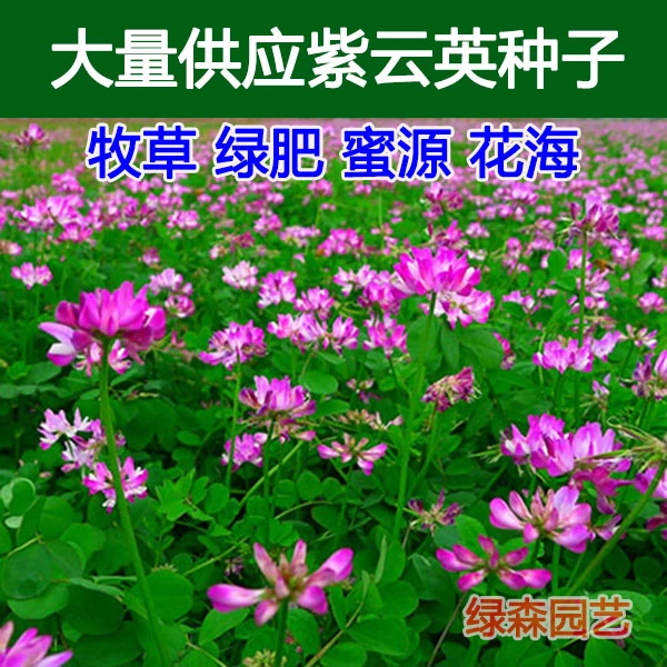 紫云英种子绿肥种子养蜂蜜源种子  牧草种子紫云英草籽红花草种子