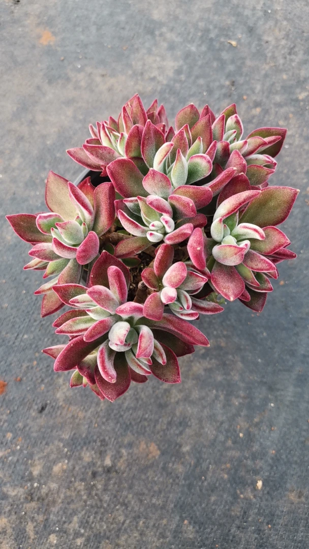 红兔儿 精品多肉绿植