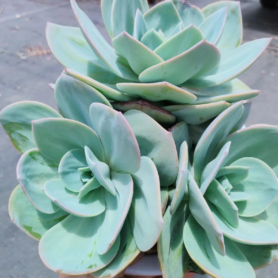 地栽大白凤 精品多肉绿植