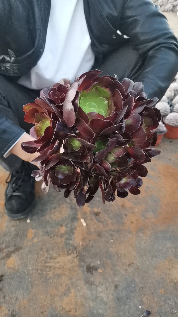 欧紫 精品多肉绿植